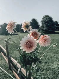 Soft blush and cream dahlias blooming in the flower fields at Roam & Ivy Flower Farm.