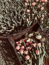 Freshly harvested seasonal flowers gathered from the Roam & Ivy flower farm for floral design and weddings.
