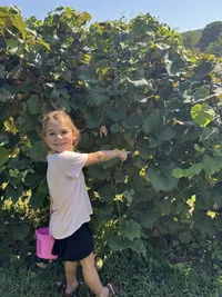 little girl picking grapes