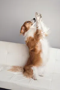 Pet Photography Minneapolis | Megan Engeseth Photography 07
