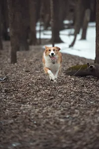 Pet Photography Minneapolis | Megan Engeseth Photography 09
