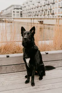 Milwaukee Dog Photography Wiscosin