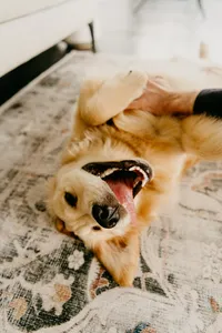 golden retriever puppy on back