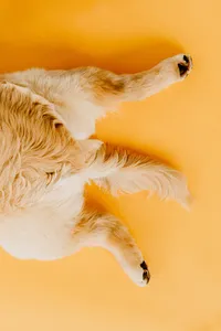 puppy tail on yellow backdrop