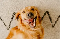 wisconsin dog photographer