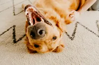 dog photographer milwaukee wisconsin