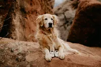 dog maternity photography