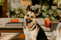milwaukee wisconsin dog photographer