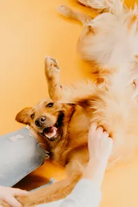 dog photography wisconsin