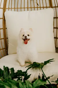 wisconsin dog photographer