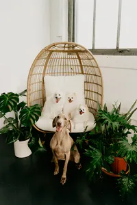 wisconsin dog photographer