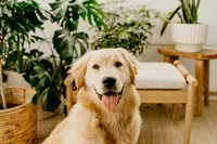 golden retriever puppy looking at camera