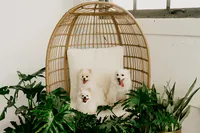 milwaukee-dog-photographer
