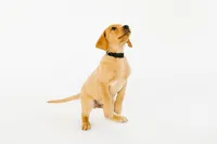 yellow lab puppy on white backdrop