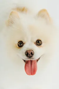 wisconsin-dog-photographer-3
