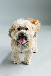 sacramento_dog_photographer_0867
