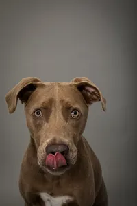sacramento-pet-photography-studio-8