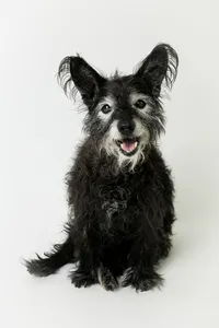 sacramento-dog-photos-50