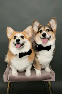 sacramento_pet_photographer_0850