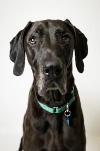 sacramento-dog-photographer-49