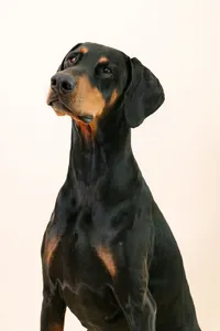 sacramento-dog-photographer-57