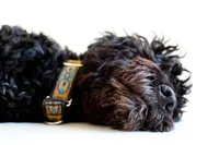 sacramento_dog_photographer_0881