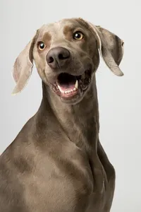 sacramento-pet-portrait-9