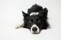 sacramento-dog-portrait-39