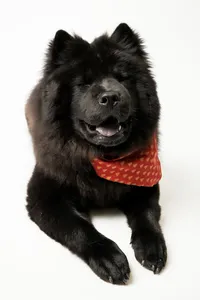 sacramento-dog-photographer-43