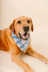 sacramento-pet-photographer-35