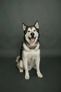 sacramento_pet_photographer_0859