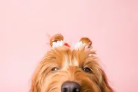 sacramento-dog-portrait-2