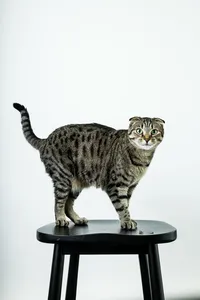 sacramento best cat photographer_130