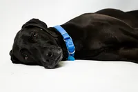 sacramento-dog-portrait-49