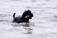 sacramento_dog_photographer_0884