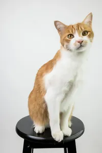 sacramento-cat-portrait-05