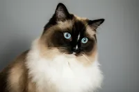 sacramento_pet_photographer_0841