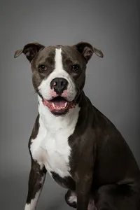 sacramento-pet-photography-studio-5