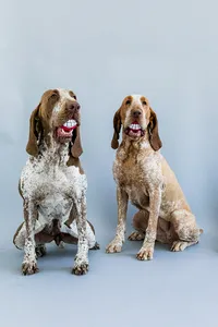 sacramento_pet_photographer_0819