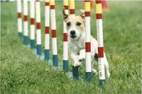sacramento_dog_photographer_0868
