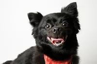 sacramento-dog-portrait-48