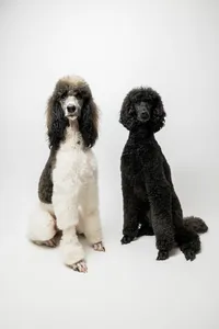 sacramento-pet-portrait-40