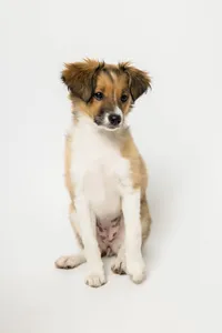 sacramento-dog-photographer-11