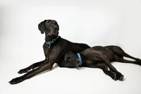 sacramento-pet-portrait-56