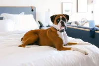 Boxer resting on the bed in a pet-friendly guest room at Monterey Beach Hotel