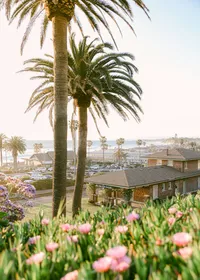 Palm trees and pink ice plant blooms above Del Mar village with the Pacific Ocean beyond, coastal grounds at L’Auberge Del Mar