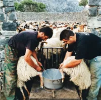 Chelsea Loren captured two rustic sheep farmers on island of Crete, Greece while milking sheep