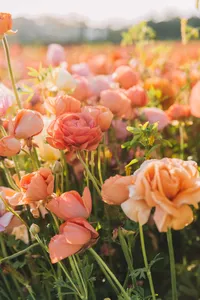 Branding photographer lifestyle capture of ranunculus at golden hour sunset macro shot in San Diego by Chelsea Loren