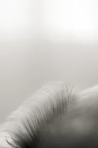 Close up black and white photo of a newborn babies hair