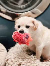 End-of-Life-Dog-Portrait